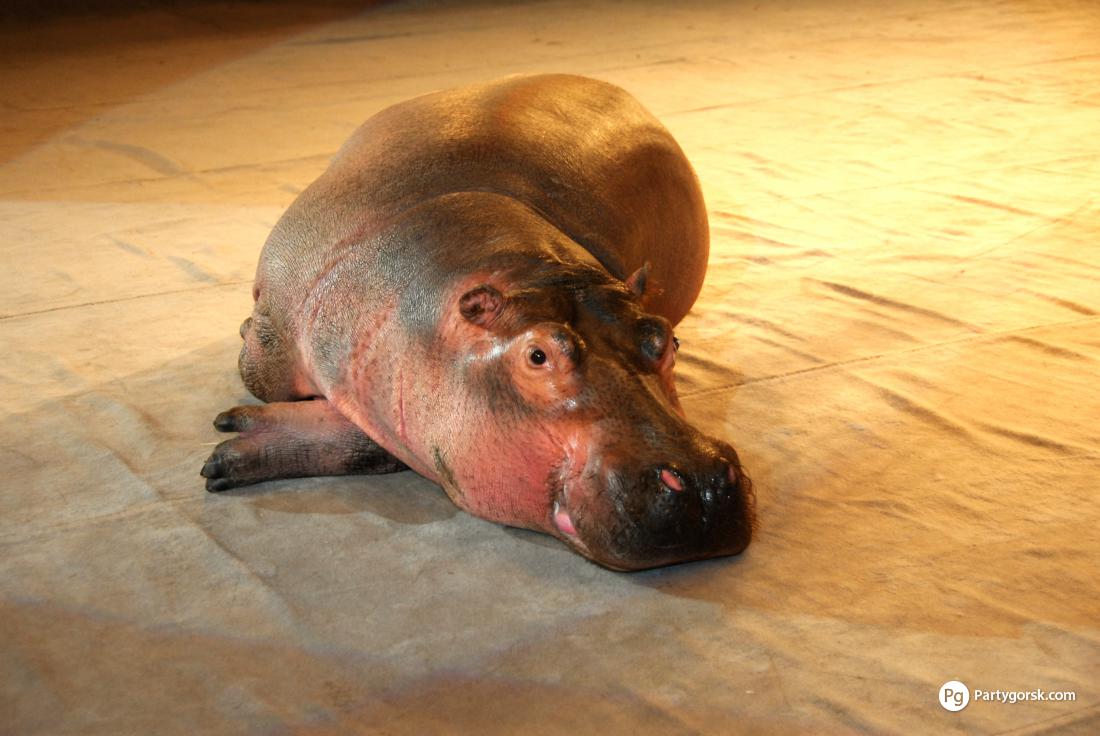 обезьяны бегемоты