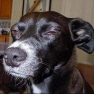 Пользователь invincible